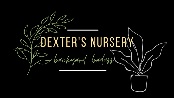 Dexter's Nursery