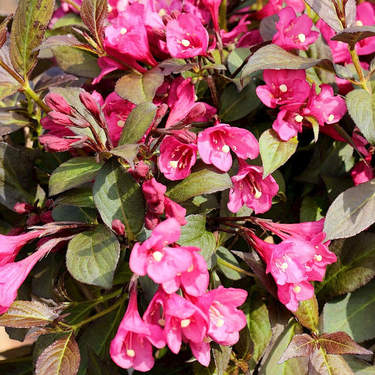 Java Red Weigela | Weigela florida 'Java Red' – Dexter's Nursery