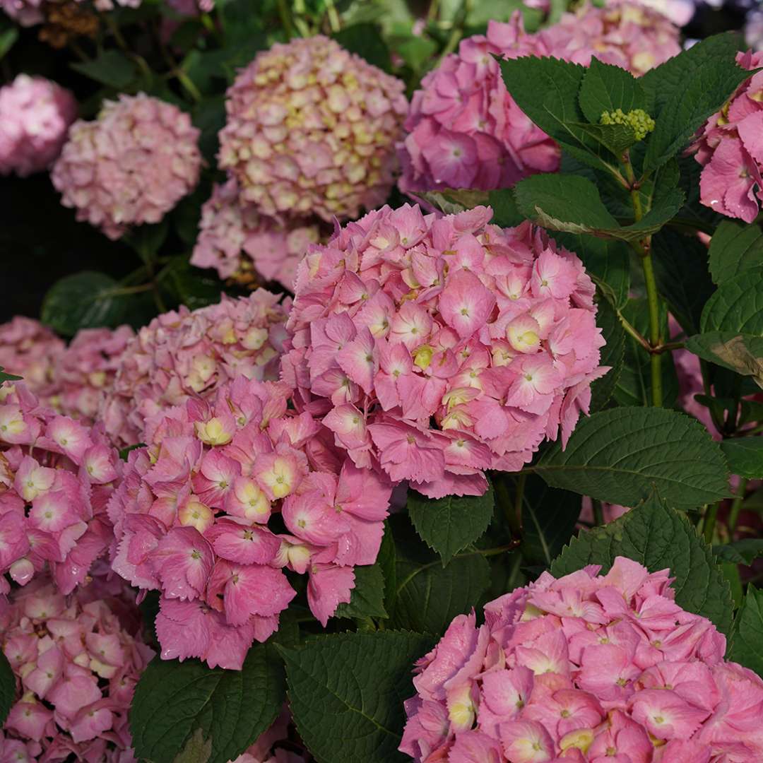 Let's Dance Sky View® Reblooming hydrangea | Hydrangea macrophylla × s ...